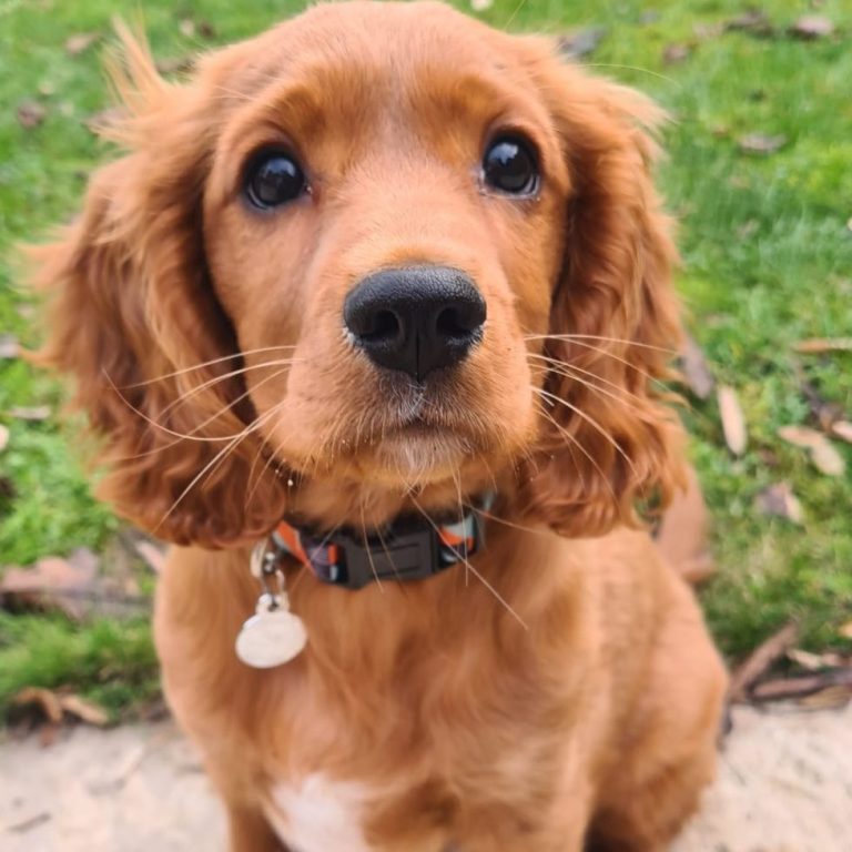 Puppy Groom