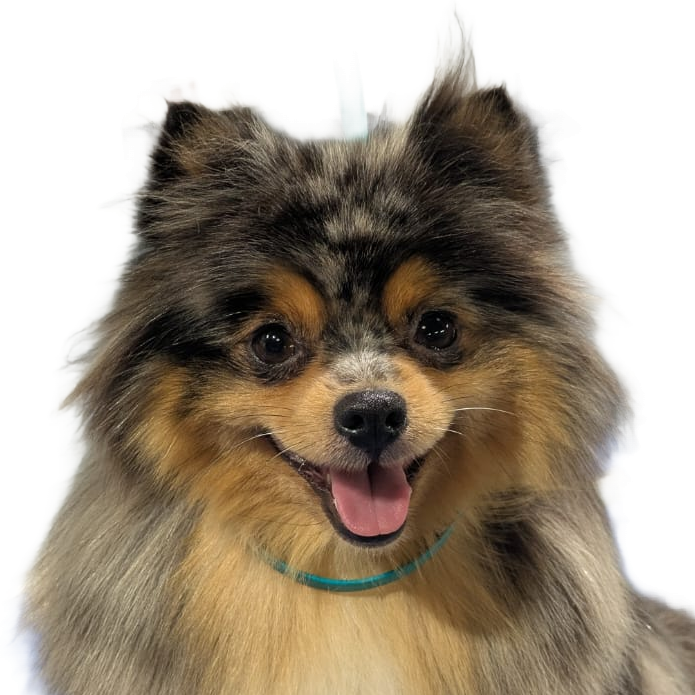 Dog Groomer Dog Groomer Stress Free environment