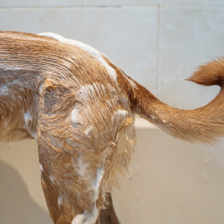 Bath and Brush
